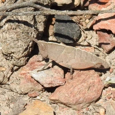 Goniaea opomaloides (Mimetic Gumleaf Grasshopper) at Carwoola, NSW - 8 Oct 2021 by Liam.m