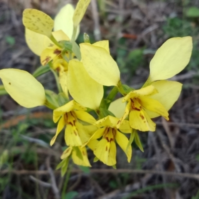 Diuris sp. (hybrid) (Hybrid Donkey Orchid) at Acton, ACT - 6 Oct 2021 by Lou