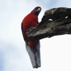 Platycercus elegans (Crimson Rosella) at Cook, ACT - 9 Oct 2021 by KMcCue