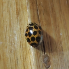 Harmonia conformis (Common Spotted Ladybird) at Pollinator-friendly garden Conder - 1 Oct 2021 by michaelb