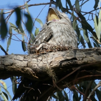 Podargus strigoides (Tawny Frogmouth) at Cook, ACT - 10 Oct 2021 by KMcCue