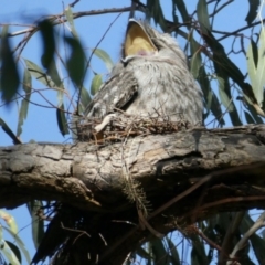 Podargus strigoides (Tawny Frogmouth) at Cook, ACT - 9 Oct 2021 by KMcCue