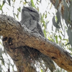 Podargus strigoides at Cook, ACT - 10 Oct 2021