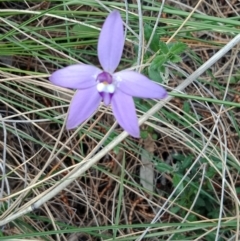 Glossodia major (Wax Lip Orchid) at Hackett, ACT - 27 Sep 2021 by Lou