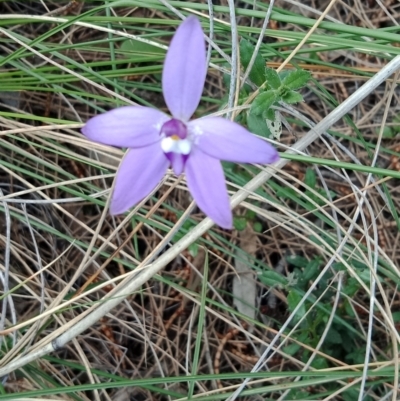Glossodia major (Wax Lip Orchid) at Mount Majura - 27 Sep 2021 by Lou