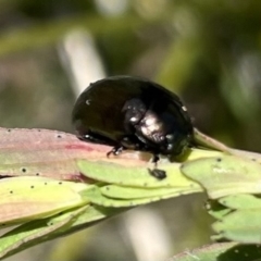 Chrysolina quadrigemina (Greater St Johns Wort beetle) at Namadgi National Park - 9 Oct 2021 by WindyHen