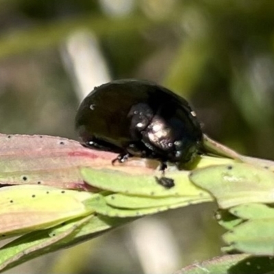 Chrysolina quadrigemina (Greater St Johns Wort beetle) at Booth, ACT - 9 Oct 2021 by WindyHen