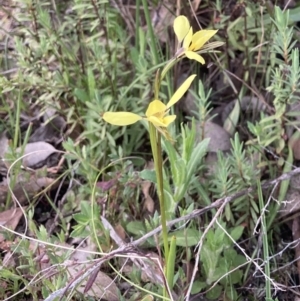 Diuris chryseopsis at Bungendore, NSW - suppressed