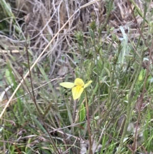 Diuris chryseopsis at Bungendore, NSW - 9 Oct 2021