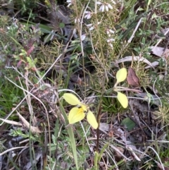 Diuris chryseopsis (Golden Moth) at Bungendore, NSW - 9 Oct 2021 by yellowboxwoodland