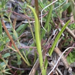 Diuris chryseopsis at Bungendore, NSW - 9 Oct 2021