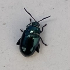 Arsipoda chrysis (Flea beetle) at Namadgi National Park - 9 Oct 2021 by WindyHen