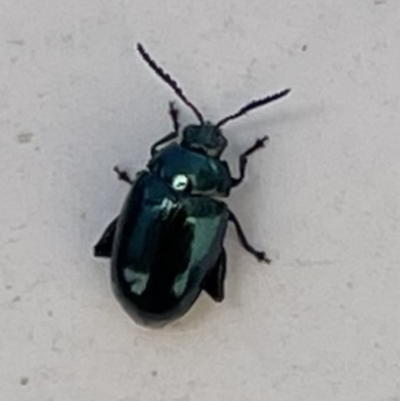 Arsipoda chrysis (Flea beetle) at Namadgi National Park - 9 Oct 2021 by WindyHen