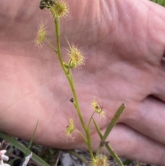 Drosera sp. (A Sundew) at Bungendore, NSW - 9 Oct 2021 by yellowboxwoodland