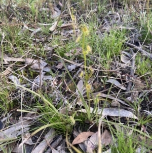 Drosera sp. at Bungendore, NSW - 9 Oct 2021