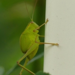 Torbia viridissima (Gum Leaf Katydid) at Braemar - 9 Oct 2021 by Curiosity