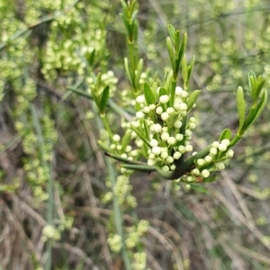 Discaria pubescens at Stromlo, ACT - 4 Oct 2021