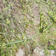 Discaria pubescens at Stromlo, ACT - 4 Oct 2021