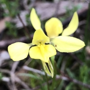 Diuris chryseopsis at Bungendore, NSW - 29 Sep 2021