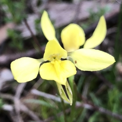 Diuris chryseopsis (Golden Moth) at Bungendore, NSW - 28 Sep 2021 by yellowboxwoodland