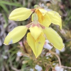 Diuris chryseopsis (Golden Moth) at Bungendore, NSW - 9 Oct 2021 by yellowboxwoodland