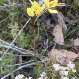 Diuris chryseopsis at Bungendore, NSW - 9 Oct 2021