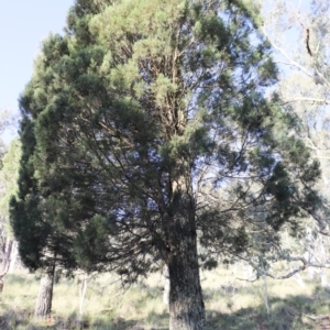 Callitris endlicheri at Hackett, ACT - 7 Oct 2021