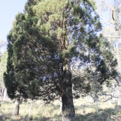 Callitris endlicheri (Black Cypress Pine) at Mount Majura - 7 Oct 2021 by Sarah2019