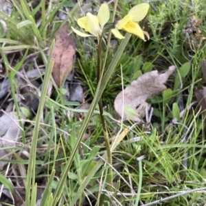 Diuris chryseopsis at Bungendore, NSW - 9 Oct 2021