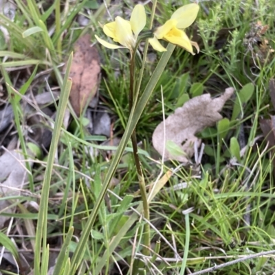 Diuris chryseopsis (Golden Moth) at Bungendore, NSW - 9 Oct 2021 by yellowboxwoodland