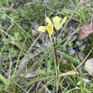 Diuris chryseopsis at Bungendore, NSW - 9 Oct 2021