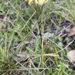 Diuris chryseopsis at Bungendore, NSW - 9 Oct 2021