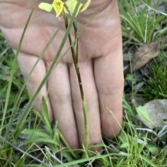 Diuris chryseopsis at Bungendore, NSW - 9 Oct 2021