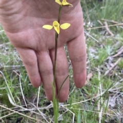 Diuris chryseopsis (Golden Moth) at Bungendore, NSW - 9 Oct 2021 by yellowboxwoodland