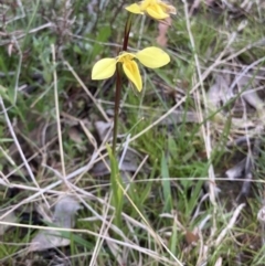 Diuris chryseopsis at Bungendore, NSW - 9 Oct 2021