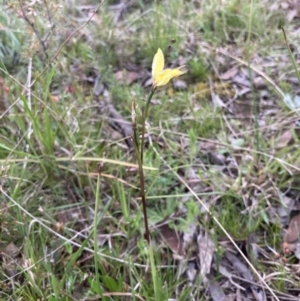 Diuris chryseopsis at Bungendore, NSW - 9 Oct 2021