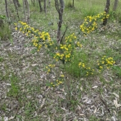 Genista monspessulana (Cape Broom, Montpellier Broom) at Table Top, NSW - 9 Oct 2021 by ChrisAllen