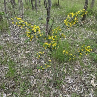 Genista monspessulana (Cape Broom, Montpellier Broom) at Table Top, NSW - 10 Oct 2021 by ChrisAllen