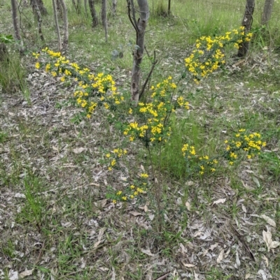 Genista monspessulana (Cape Broom, Montpellier Broom) at Monitoring Site 045 - Riparian - 9 Oct 2021 by ChrisAllen