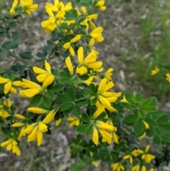 Genista monspessulana at Table Top, NSW - 10 Oct 2021