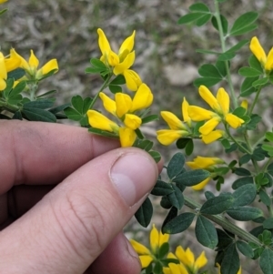 Genista monspessulana at Table Top, NSW - 10 Oct 2021