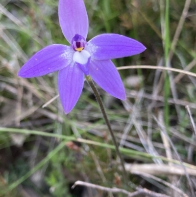 Glossodia major (Wax Lip Orchid) at Bungendore, NSW - 9 Oct 2021 by yellowboxwoodland