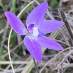 Glossodia major at Bungendore, NSW - 9 Oct 2021