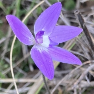 Glossodia major at Bungendore, NSW - 9 Oct 2021