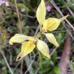 Diuris chryseopsis (Golden Moth) at Bungendore, NSW - 9 Oct 2021 by yellowboxwoodland