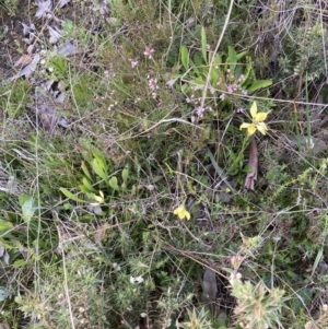 Diuris chryseopsis at Bungendore, NSW - 9 Oct 2021