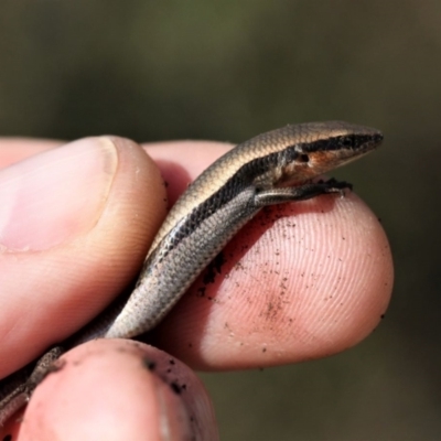 Acritoscincus platynotus (Red-throated Skink) at Paddys River, ACT - 27 Aug 2016 by HarveyPerkins