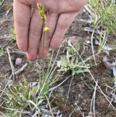 Bulbine bulbosa (Golden Lily) at Bungendore, NSW - 9 Oct 2021 by yellowboxwoodland