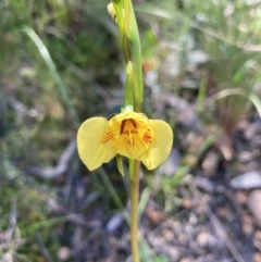 Diuris sp. (hybrid) (Hybrid Donkey Orchid) at Black Mountain - 9 Oct 2021 by Jenny54
