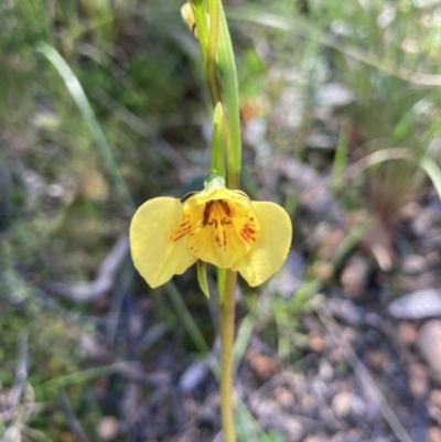 Diuris sp. (hybrid) (Hybrid Donkey Orchid) at Black Mountain - 9 Oct 2021 by Jenny54